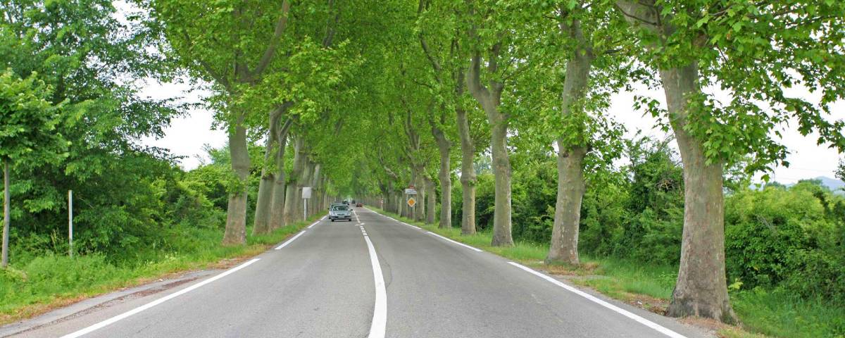 Route D86, allée de platanes / photo Wikipédia