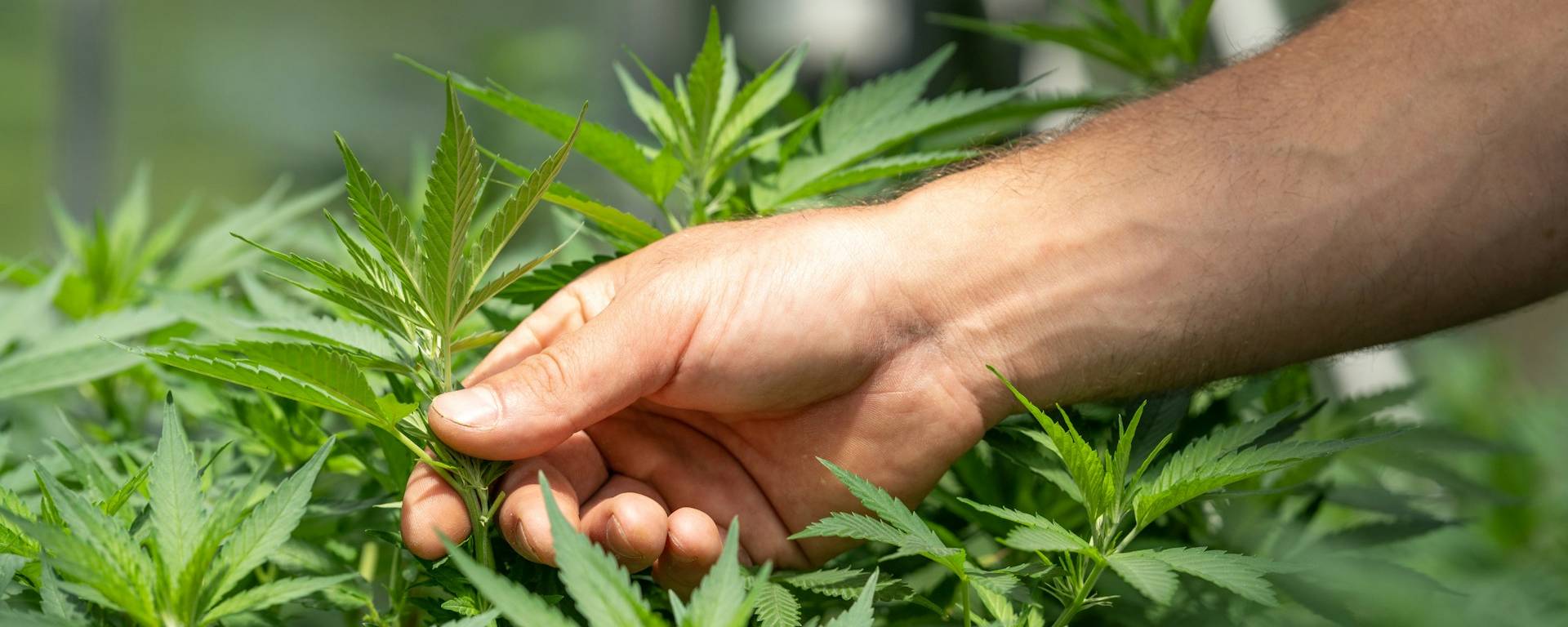 Plantes de chanvre avec un agriculteur qui observe la plantation